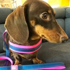 Arnés Max & Molly Matrix Q-Fit Rosa Para Perros 13 Arnés Max & Molly Matrix Q-Fit Rosa Para Perros -KONG Ventas 210400 209040 210401 209041 210496 210497 maxnmolly qfit g eschirr matrix pink hs 05 9