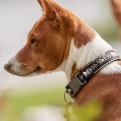 Collar Hurtta Bare Carbón Para Perros -KONG Ventas 291297 291298 288343 291396 hurtta bare halsband coal hs 10 2