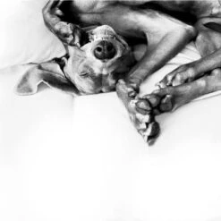 Difusor ADAPTIL® Calm Para Perros 24 Difusor ADAPTIL® Calm Para Perros -KONG Ventas 73499 adaptiltransportspray hs 08 3