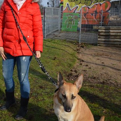 Julius K9 Correa Ajustable Julius-K9 IDC® Cordino Para Perros 6 Julius K9 Correa Ajustable Julius-K9 IDC® Cordino Para Perros - Imagen 4