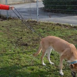 Julius K9 Correa Ajustable Julius-K9 IDC® Cordino Para Perros 17 Julius K9 Correa Ajustable Julius-K9 IDC® Cordino Para Perros -KONG Ventas 89698 juliusk9 idcadjustableropeleash hs 13 2