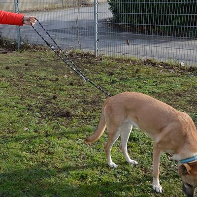 Julius K9 Correa Ajustable Julius-K9 IDC® Cordino Para Perros 9 Julius K9 Correa Ajustable Julius-K9 IDC® Cordino Para Perros - Imagen 7