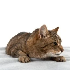 Manta Heim Lavable A Altas Temperaturas Para Mascotas -KONG Ventas 99720 kochfeste decke fg 4330 8