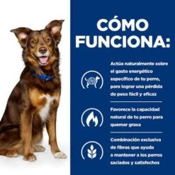 Hill's Metabolic Con Pollo Prescription Diet Pienso Para Perros -KONG Ventas pd metabolic dog bk32929 bk27893m bk32064m bk21343 bk21344 how works es 4
