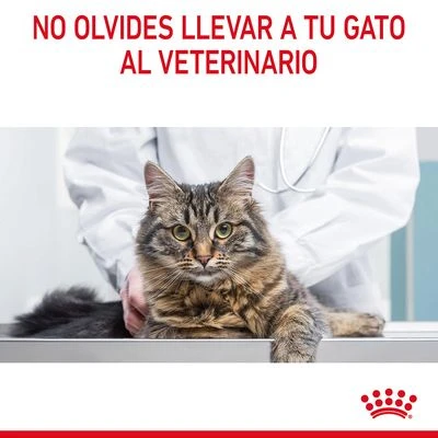 Royal Canin Light Weight Care En Gelatina 12 Royal Canin Light Weight Care En Gelatina - Imagen 10