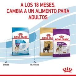 Royal Canin Giant Junior 21 Royal Canin Giant Junior -KONG Ventas rc spt dry giantjunior cv 5 es es 0