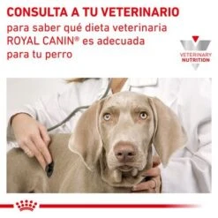 Royal Canin Veterinary Canine Renal Special Pienso Para Perros -KONG Ventas rc vet dry dogrenalspe cv eretailkit 9 es es 7