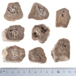 Pack Ahorro 4 X Wolf Of Wilderness RAW Snacks Liofilizados Premium -KONG Ventas wow raw duck necks fg 5433 2