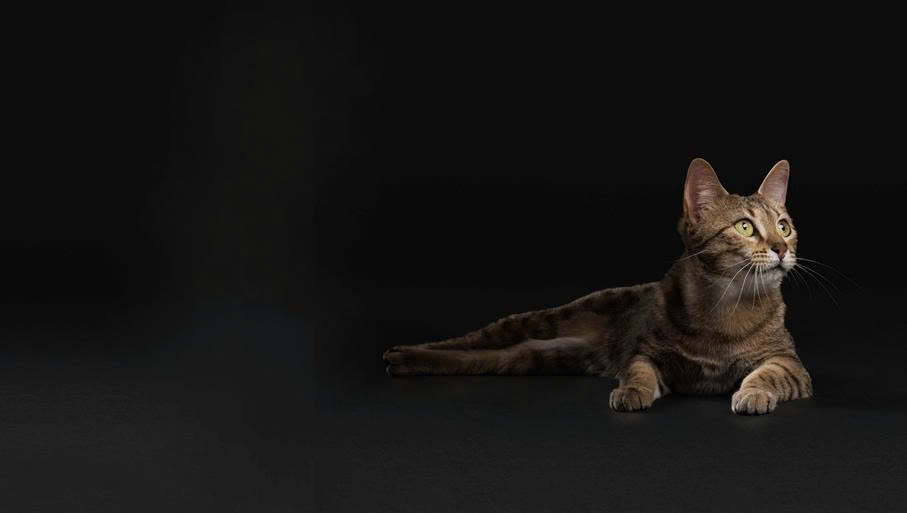 KONG Ventas -KONG Ventas z6702913164856 973a3bfd94e2e40a0b22270b1d044b05